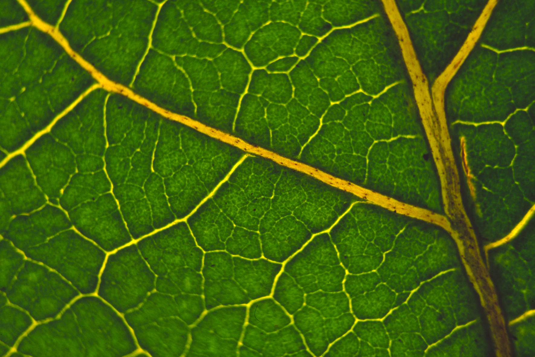 0010006